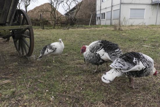 Dahlem Müzeler Kompleksi